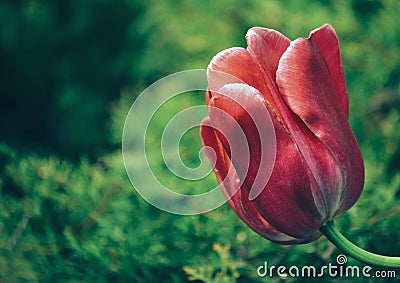 Tulip flower blooms in spring Stock Photo
