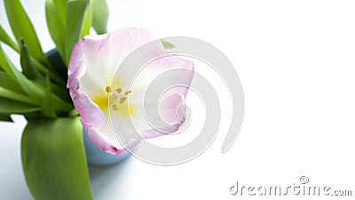 Tulip flower in a blue vase isolated on a light background. Stock Photo