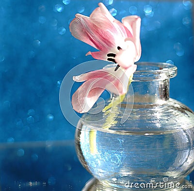 tulip flower bouquet glass vase blue background reflection Stock Photo