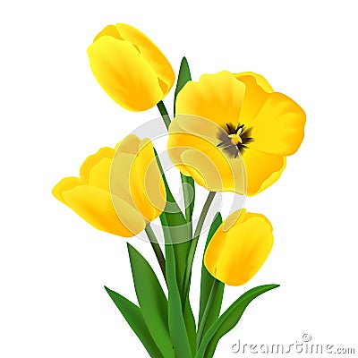 Tulip flower bouquet Vector Illustration