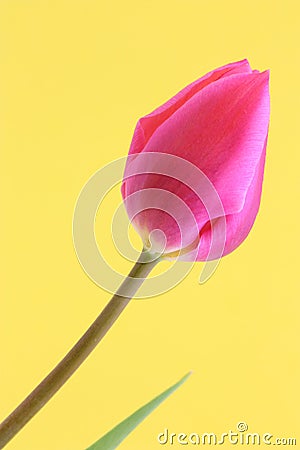 Tulip Flower Easter / Mothers Card - Stock Photo Stock Photo