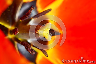 Tulip flower extreme macro close up Stock Photo