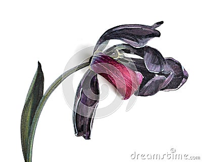Tulip flower fading Cartoon Illustration