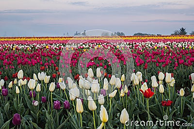 Tulip Flower Field Stock Photo