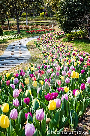 Tulip flower field in spring Stock Photo