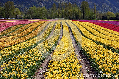 Tulip flower fields Stock Photo