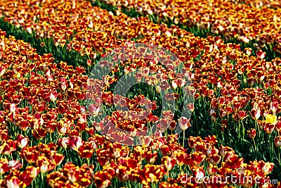 Tulip flower fields Stock Photo