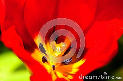 Tulip flower in full bloom Stock Photo