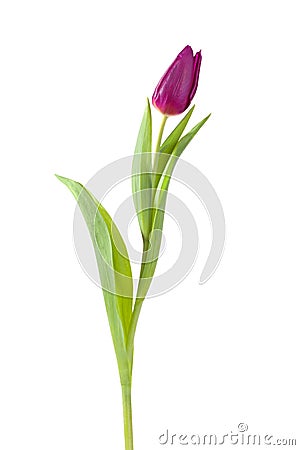 Tulip flower full-length Stock Photo