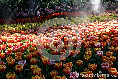 Tulip flower garden Stock Photo