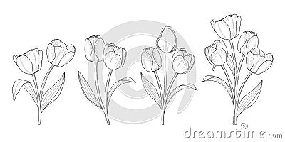 Tulip flower graphic outline style. Vector Illustration