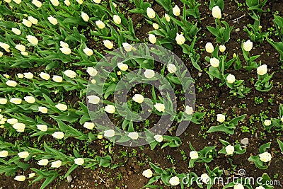 Tulip flower with green leaf background in tulip field at winter or spring day for postcard beauty decoration and agriculture Stock Photo