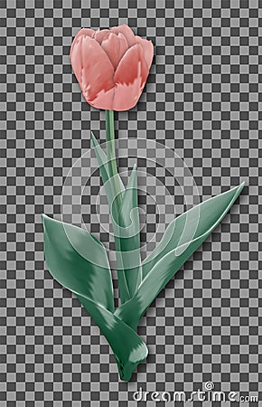 Tulip Flower Isolated. Fressh Holland Tulip Vector Vector Illustration