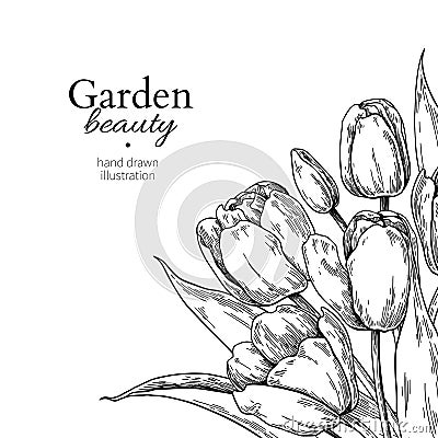 Tulip flower and leaves drawing border. Vector hand drawn engraved floral frame. Vector Illustration
