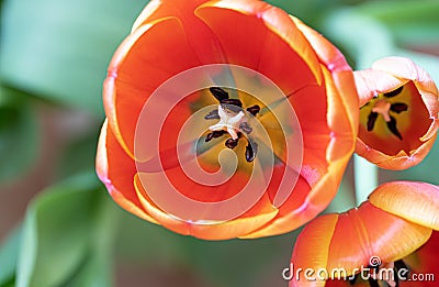 Tulip Flower. Nature. Spring. Head. Red Stock Photo