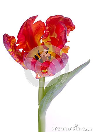 Tulip flower tulips bulbs flowers Stock Photo