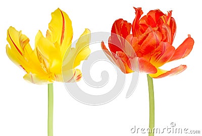 Tulip flower tulips bulbs flowers Stock Photo