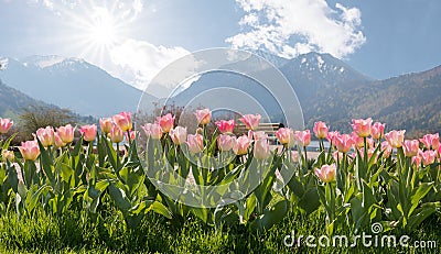 Tulip flowerbed at spa garden schliersee Stock Photo