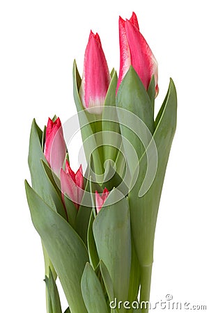 Tulip flowers Stock Photo