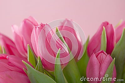 Tulip flowers Stock Photo