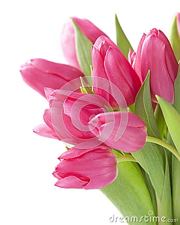 Tulip flowers Stock Photo