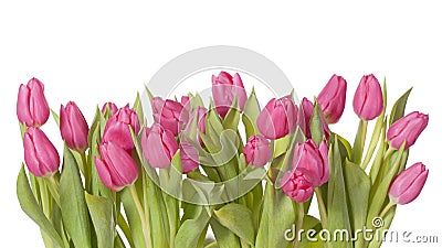 Tulip flowers Stock Photo