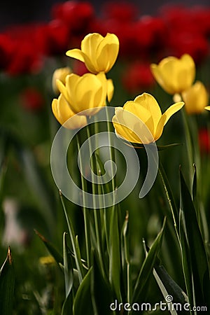 Tulip flowers Stock Photo