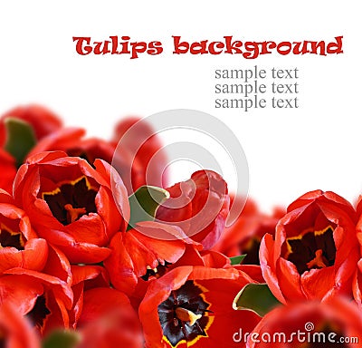 Tulip flowers background Stock Photo