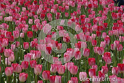 Tulip flowers Stock Photo