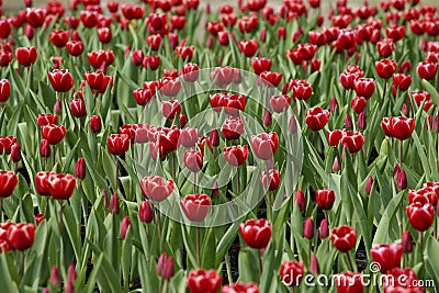 Tulip flowers Stock Photo