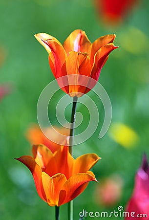 Tulip flowers boomed outdoor Stock Photo