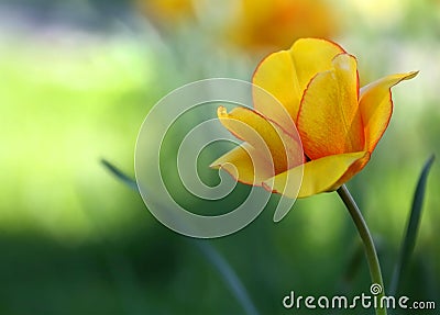Tulip flowers boomed outdoor Stock Photo