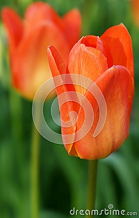 Tulip flowers boomed outdoor Stock Photo