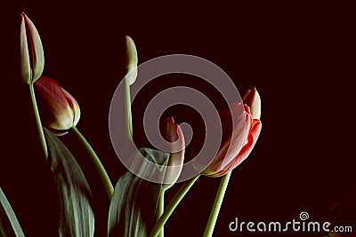 Tulip flowers bouquet on a dark scene Stock Photo