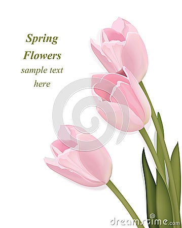 Tulip flowers bouquet greeting card. Spring is coming. Watercolor realistic decor Vector illustration Vector Illustration