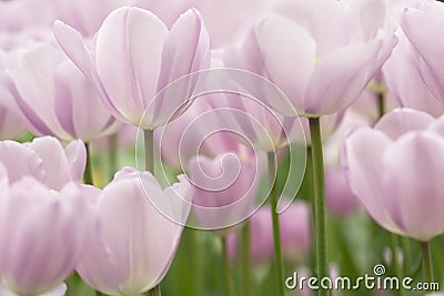 Tulip flowers close-up Stock Photo