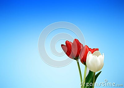 Blooming Beauty: The Enchanting Elegance of Tulips Stock Photo