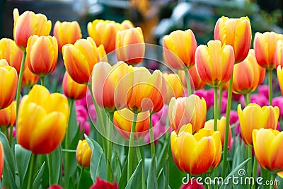 Tulip flowers in garden . Orange and pink color Stock Photo