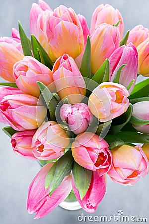 Tulip, flowers on the grey background. Stock Photo