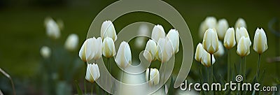 Tulip flowers growing in a garden or field outdoors. Closeup of a beautiful bunch of flowering plants with white petals Stock Photo