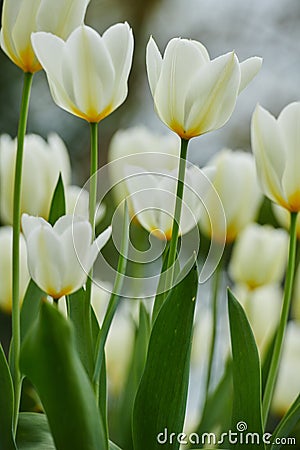 Tulip flowers growing in a garden or field outdoors. Closeup of a beautiful bunch of flowering plants with white petals Stock Photo