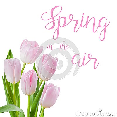 Tulip flowers isolated and hand lettering spring in the air Stock Photo