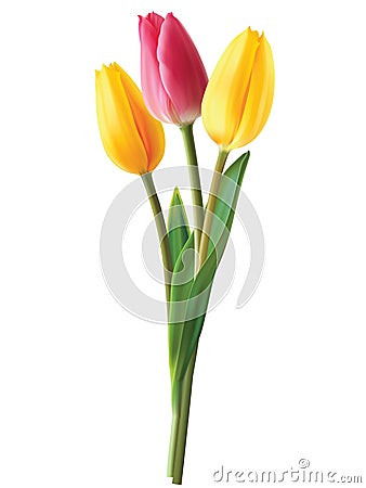 Tulip flowers isolated. Vector Illustration