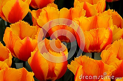 Tulip flowers at the Keukenhof garden, The Netherlands Stock Photo