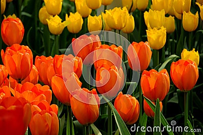 Tulip flowers at the Keukenhof garden, The Netherlands Stock Photo