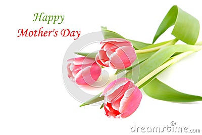 Tulip flowers for mothers day Stock Photo