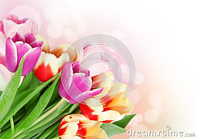 Tulip flowers postcard concept Stock Photo