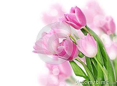 Tulip flowers postcard concept Stock Photo
