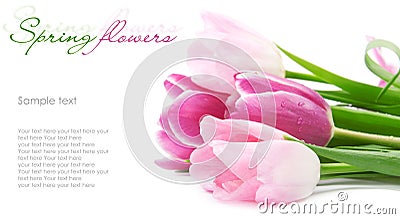 Tulip flowers postcard concept Stock Photo