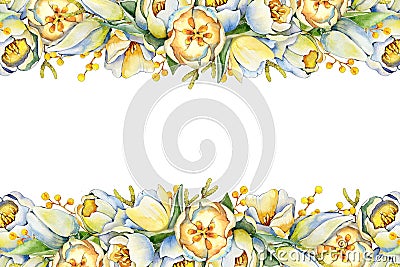 Tulip flowers, spring frame with mimosa sprigs. Watercolor illustration isolated on white background. Postcard Cartoon Illustration